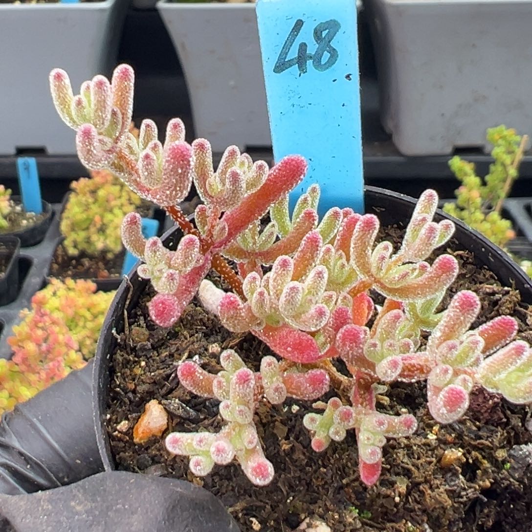 冰紫48号一物一拍