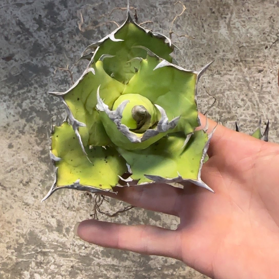 分***、螃蟹仁王冠龙舌兰1