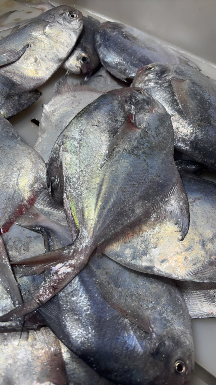 （孙娟海鲜）小鲳鱼5斤 26条左右  顺丰包邮  大小不一，介意勿拍