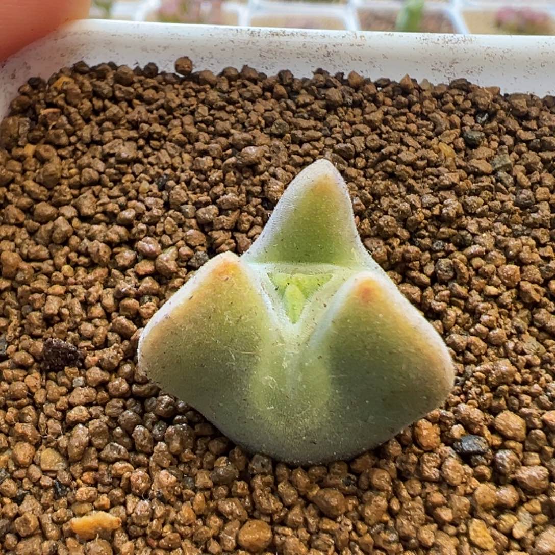 奔驰空蝉 肉锥植物