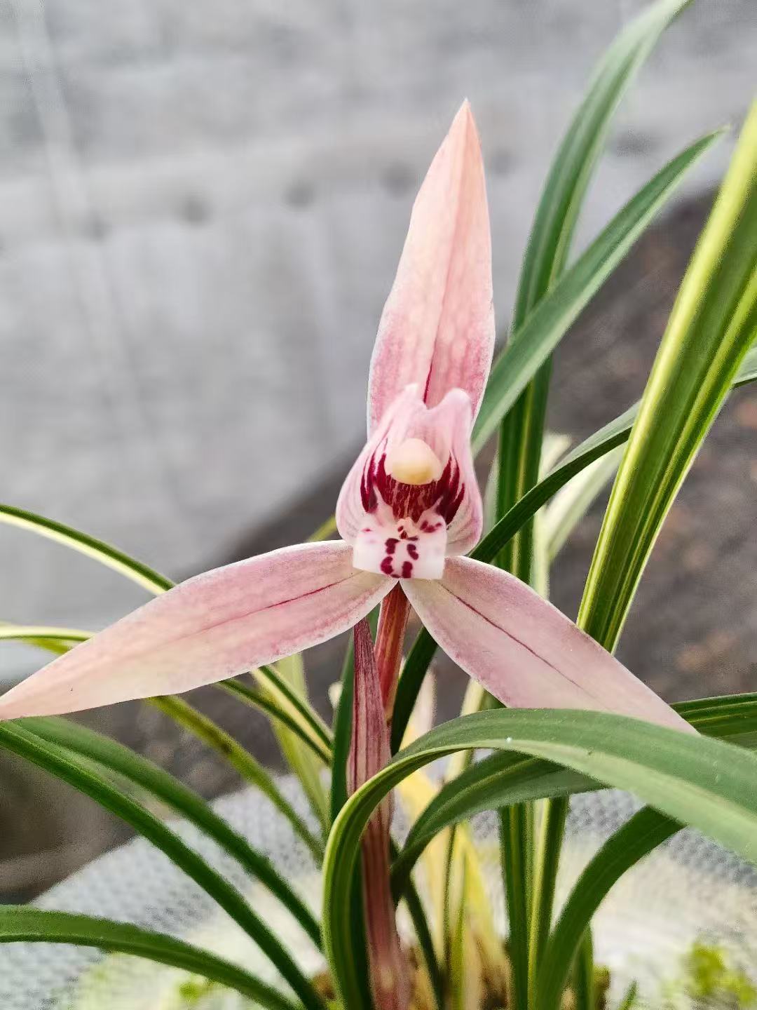 精品兰花，一物一拍