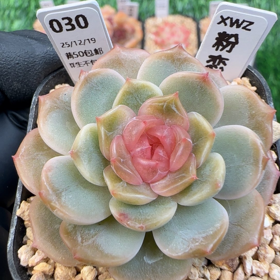 030   粉恋   5厘米盆