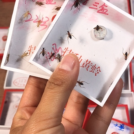 c***n蟋蟀3333333333333433333333