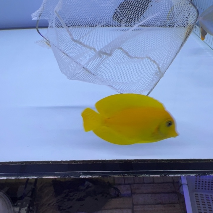 海水鱼黄吊 （身体有一点点黑）220 海胆50 包装10运费25