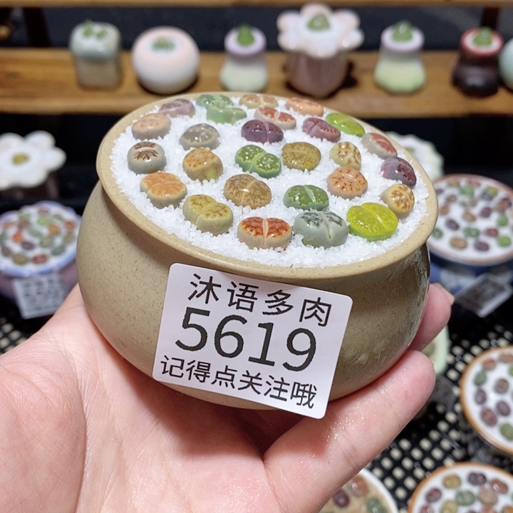 带盆土植物 一物一拍5619