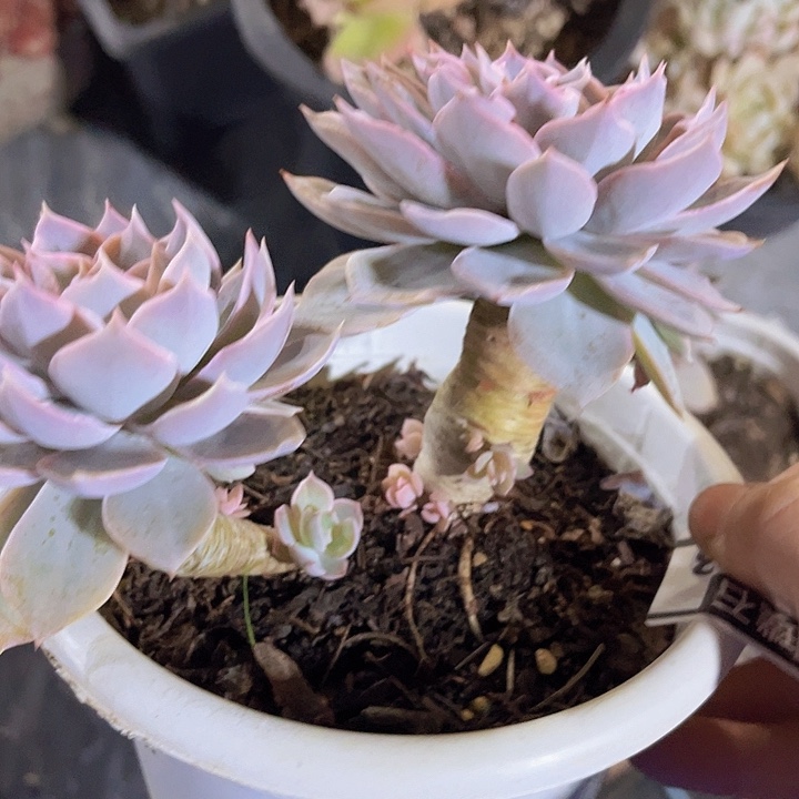 皱叶皮氏24163多肉植物