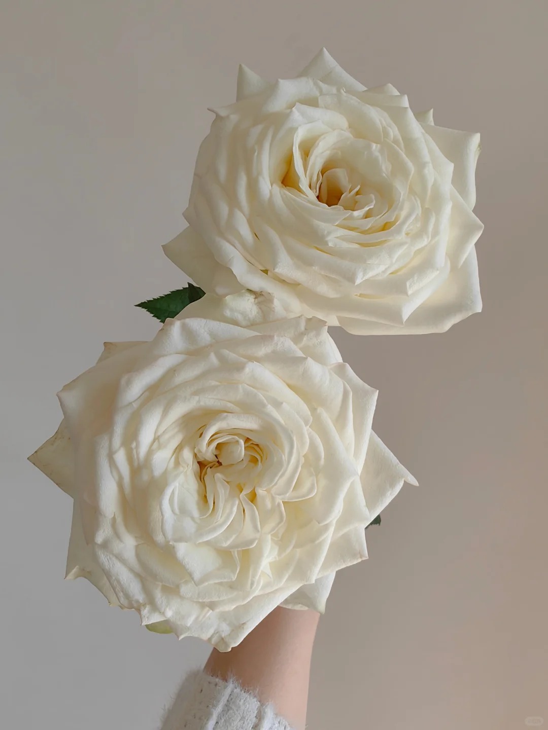 （蔓蔓）烛光玫瑰单头玫瑰15支+5支防损 1单包邮