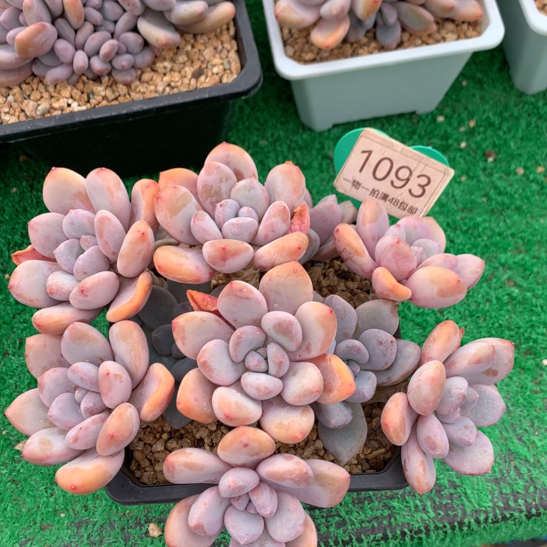 京***三明治美人老桩平头1093