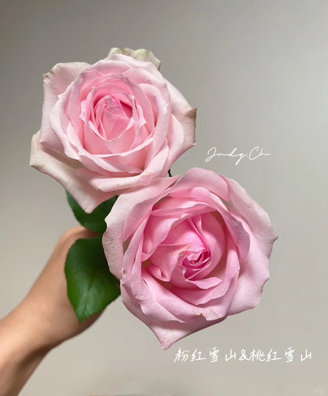 （曼曼）桃红雪山单头玫瑰15+5支防损鲜花   任意2单包邮