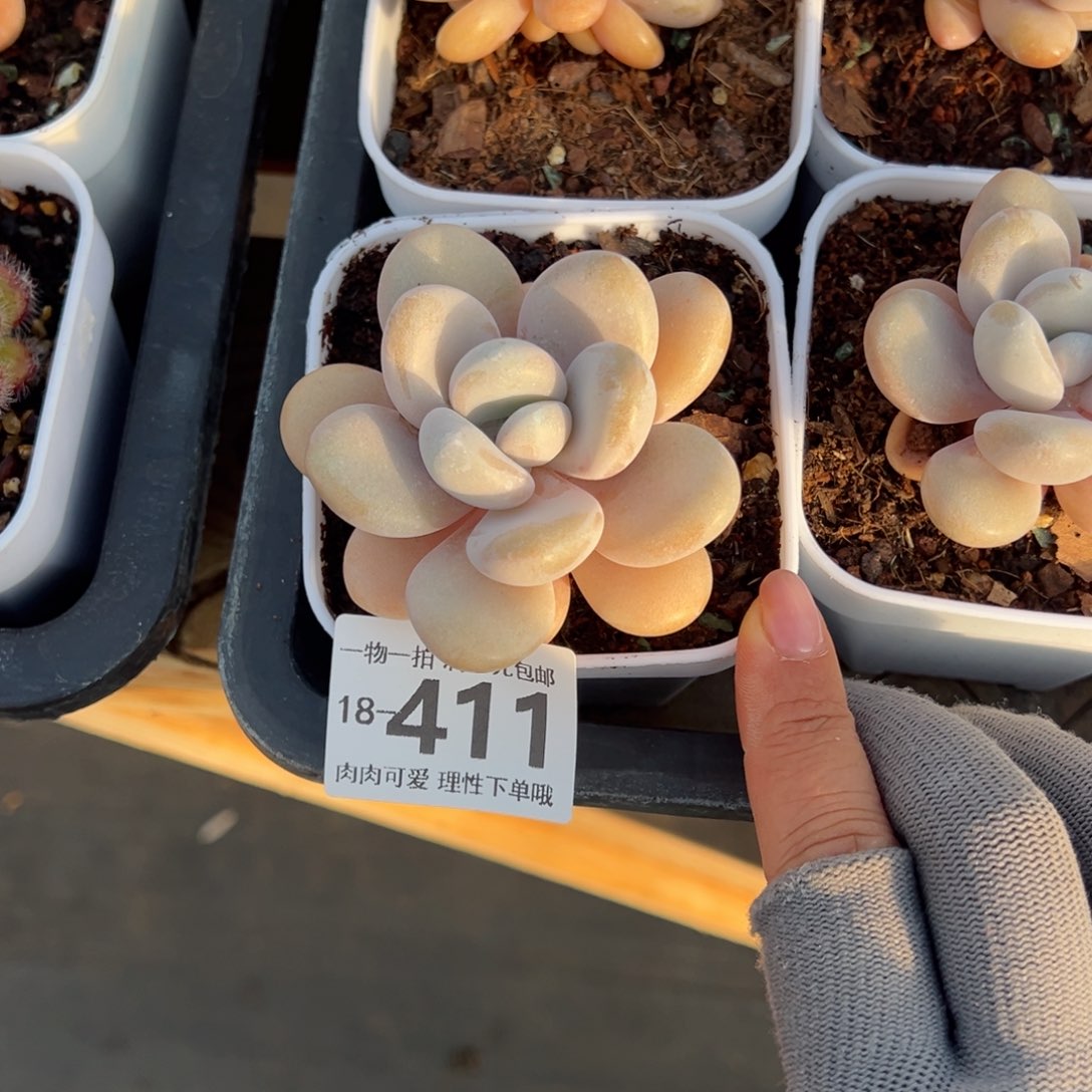 幸*儿粉兔多肉多肉多肉多肉