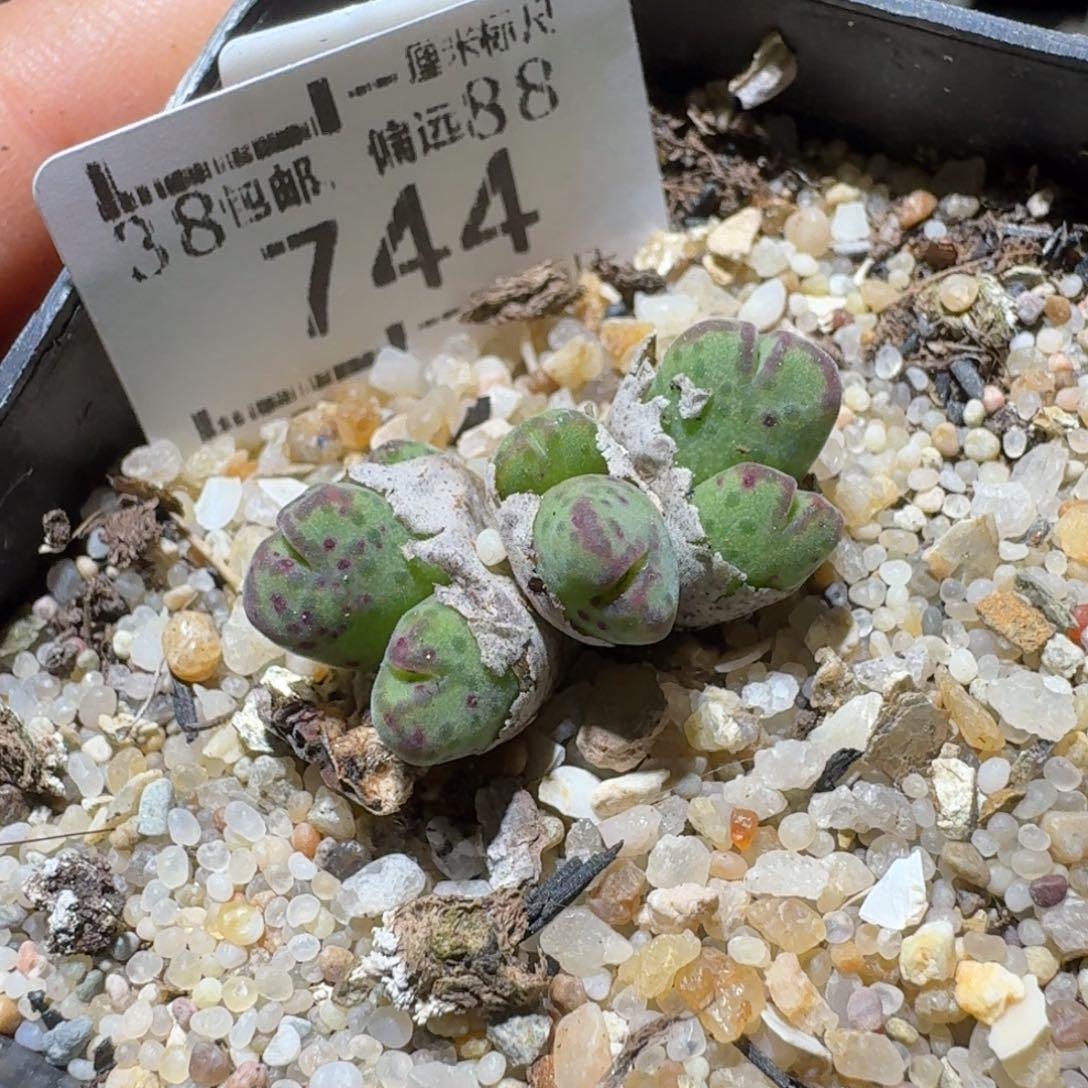 Sss清货了清货了744原始斑马