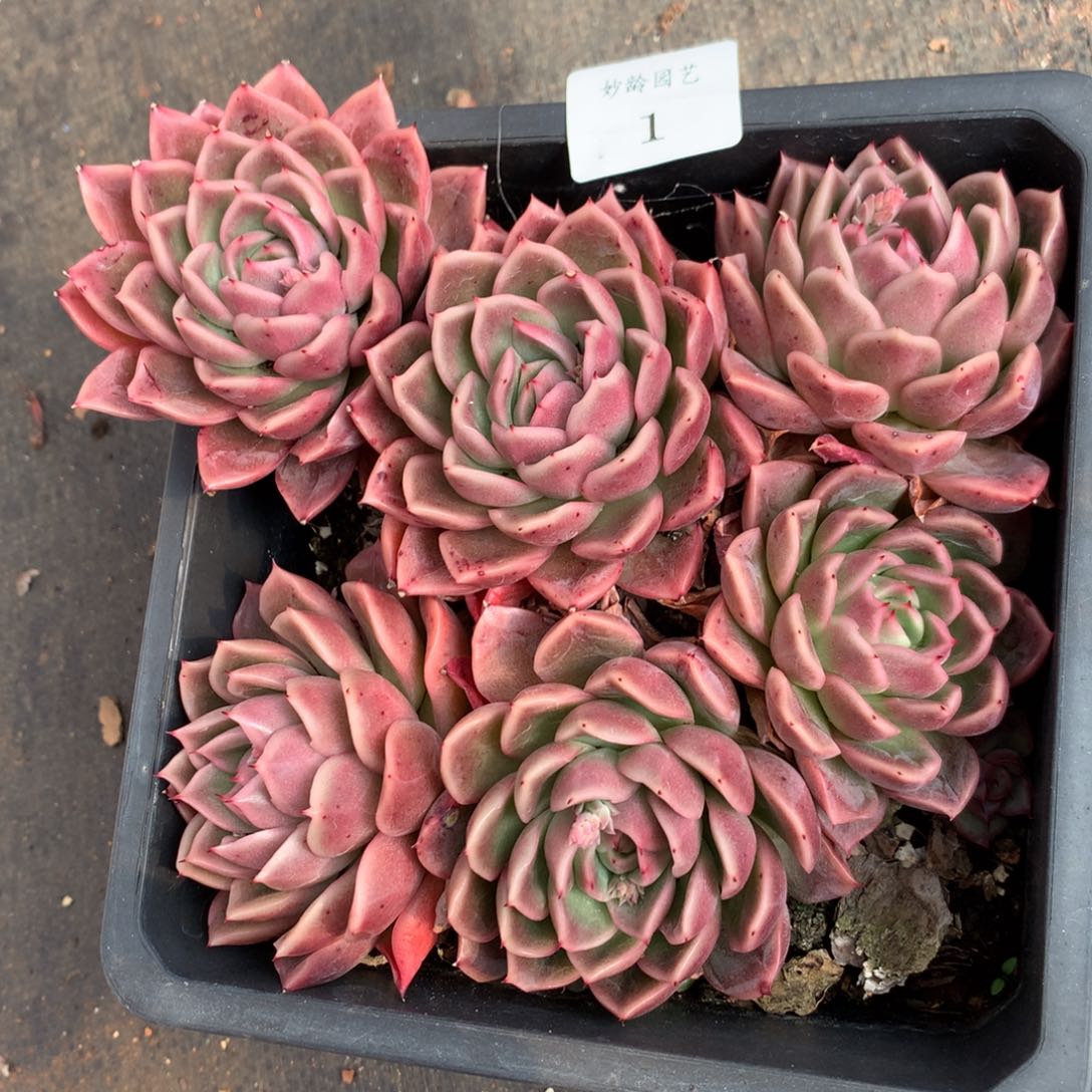 1   新年快乐发发发