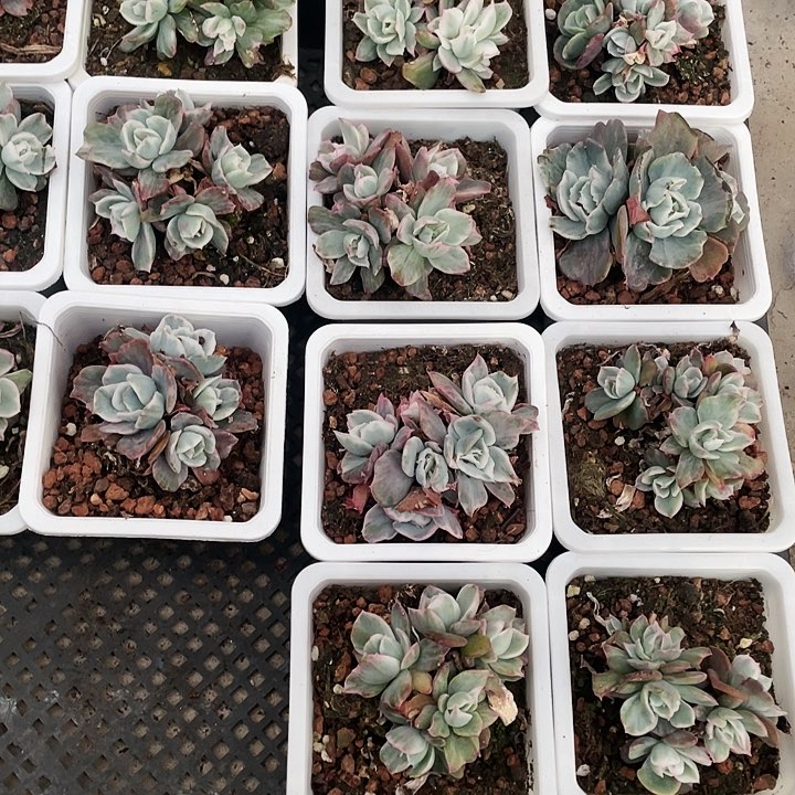 伯克利锦25一盆8888888