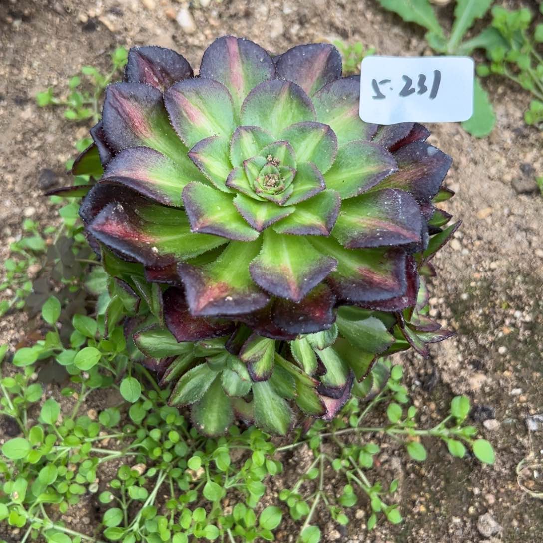 231海王七彩多肉植物