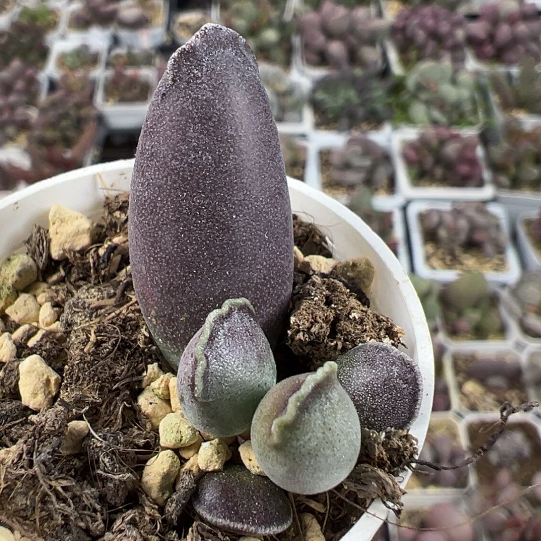 艺伎海豹多肉植物水泡