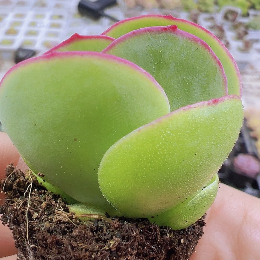 小白眉3个19包邮多肉