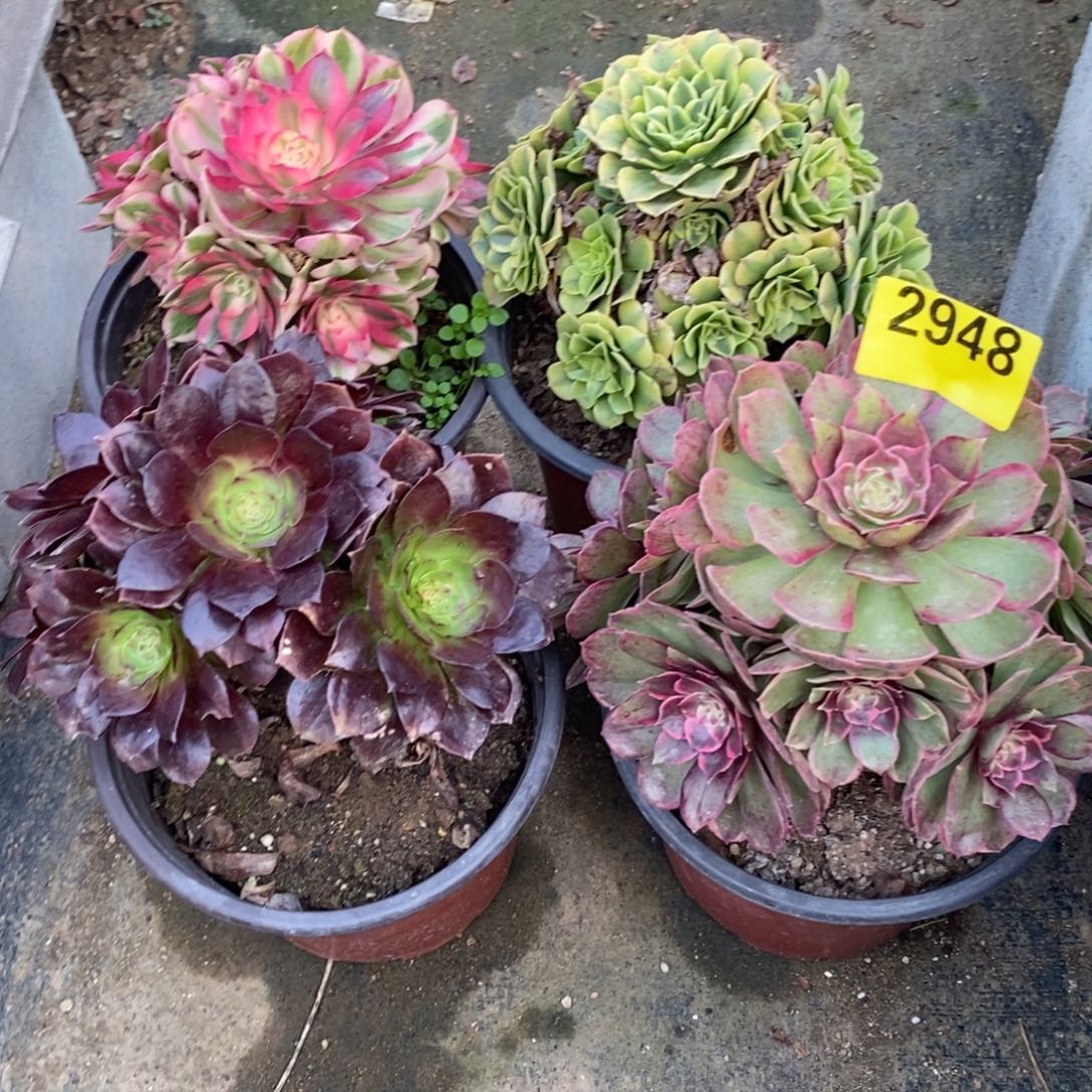 组合四颗多肉法师2948