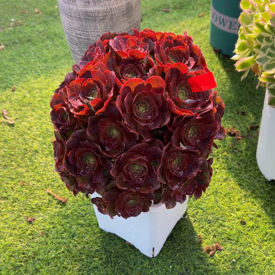 105炖肉植物发货魅金