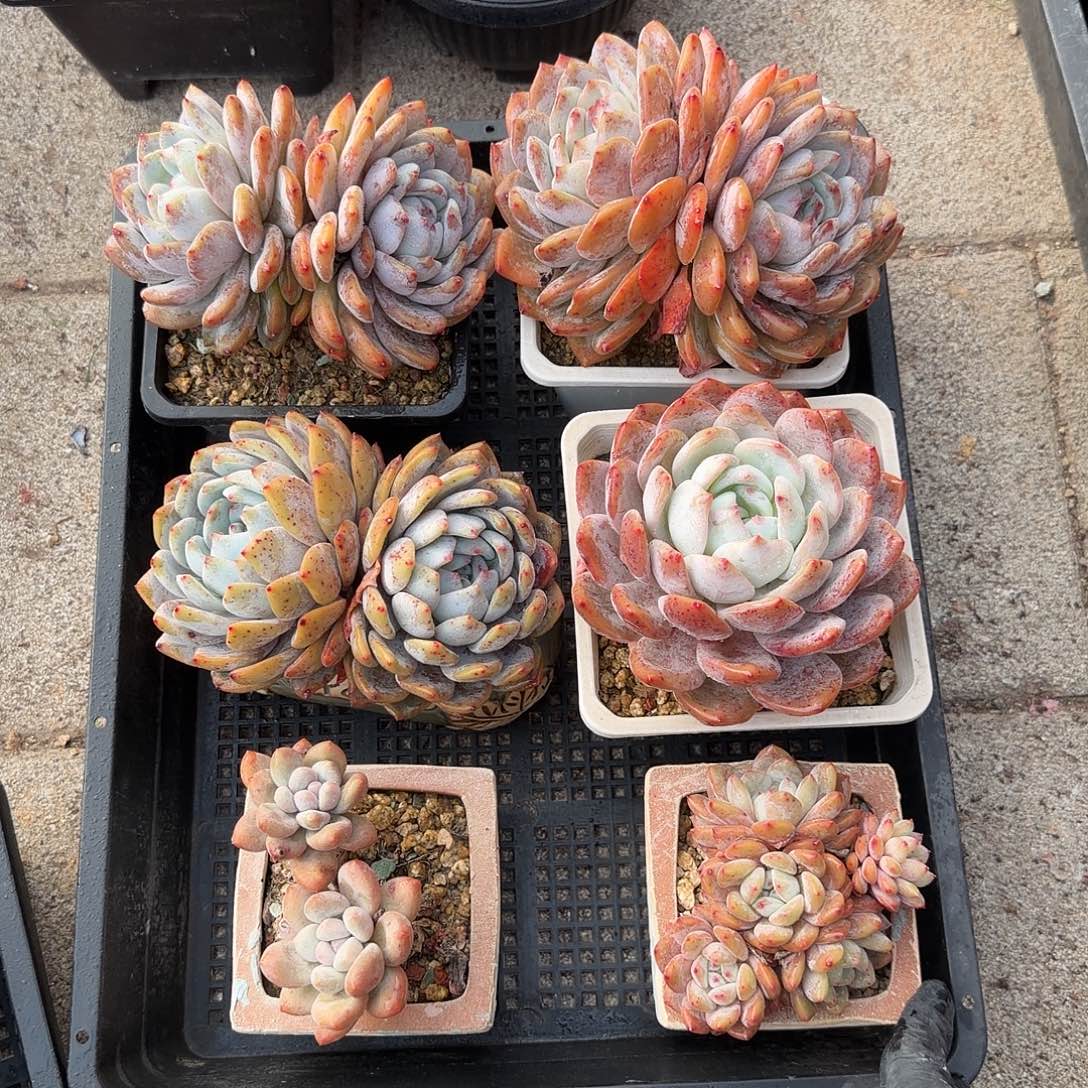 橙梦露筐拍一组吞吐发货