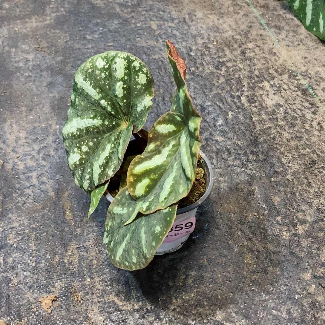 不开花植物永****光秋海棠359