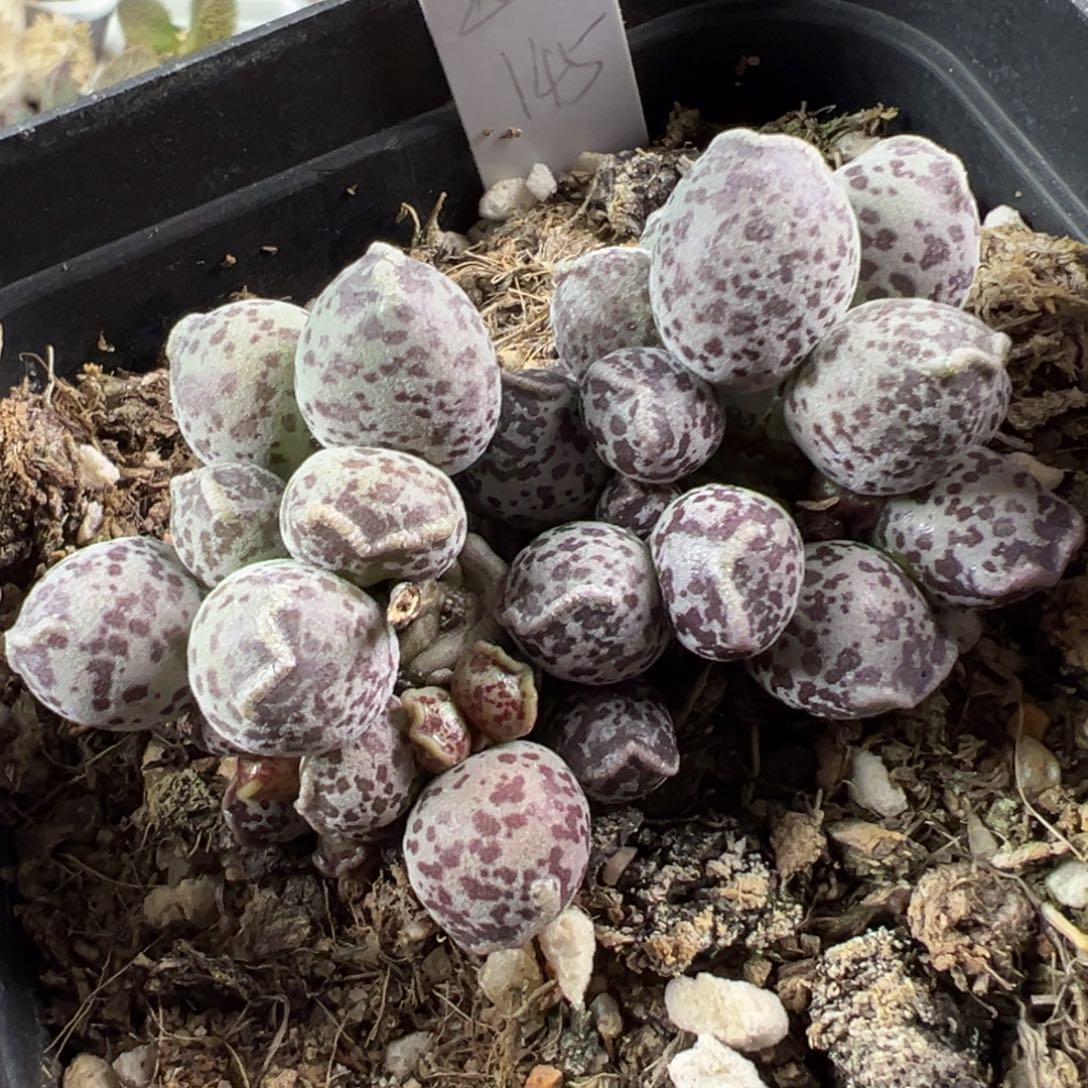紫斑达摩海豹超大老桩多肉植物