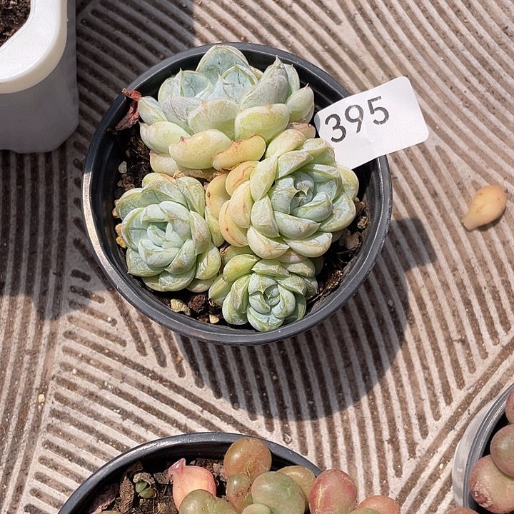 395。  胖虎。