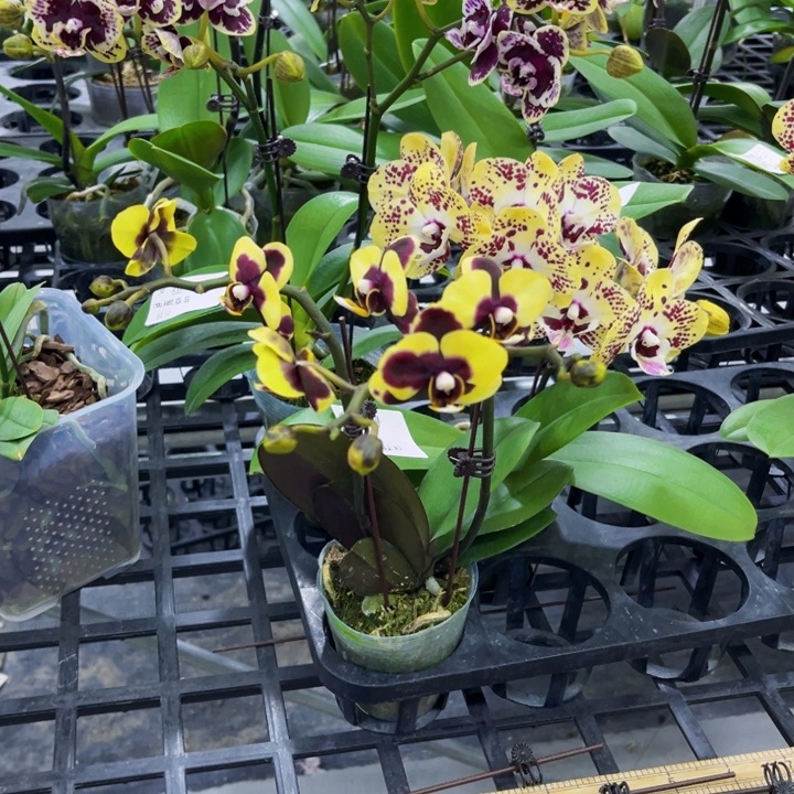 完全开放B377三颗两颗有瑕疵