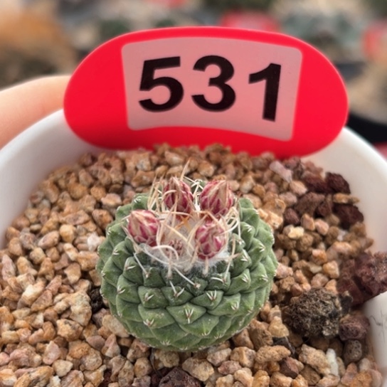 仙人球实生仙人球