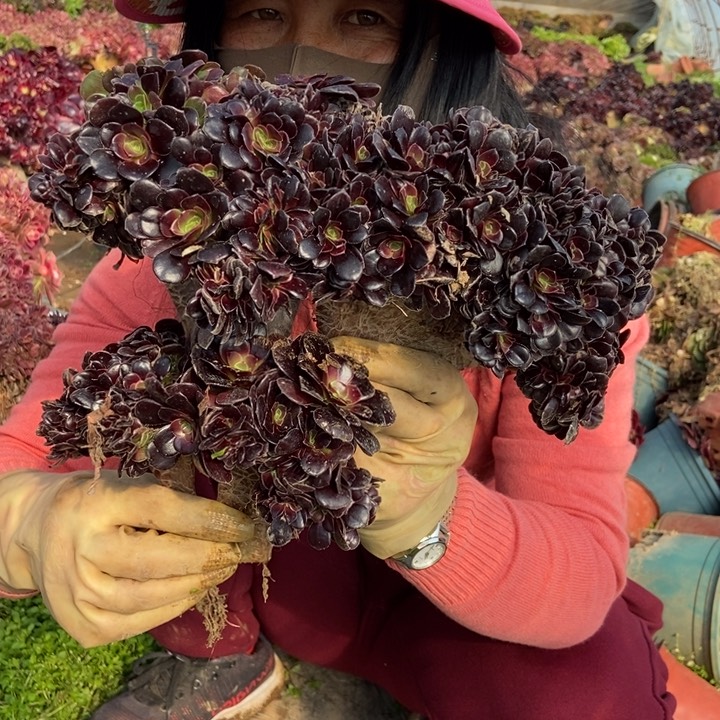 恋*227两颗欧紫缀化老桩