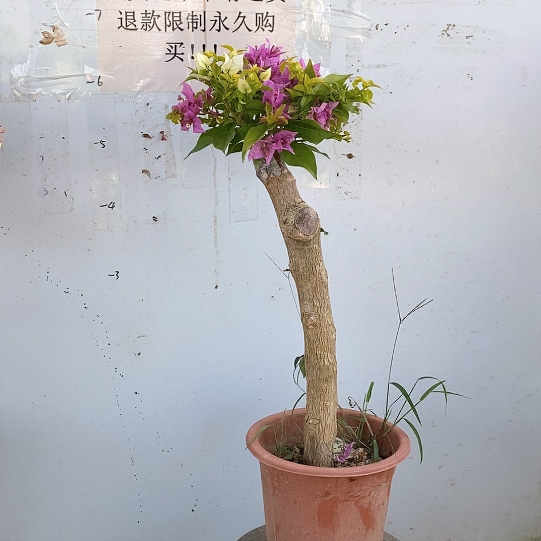 大部分开放少量花苞双拼豹子1197