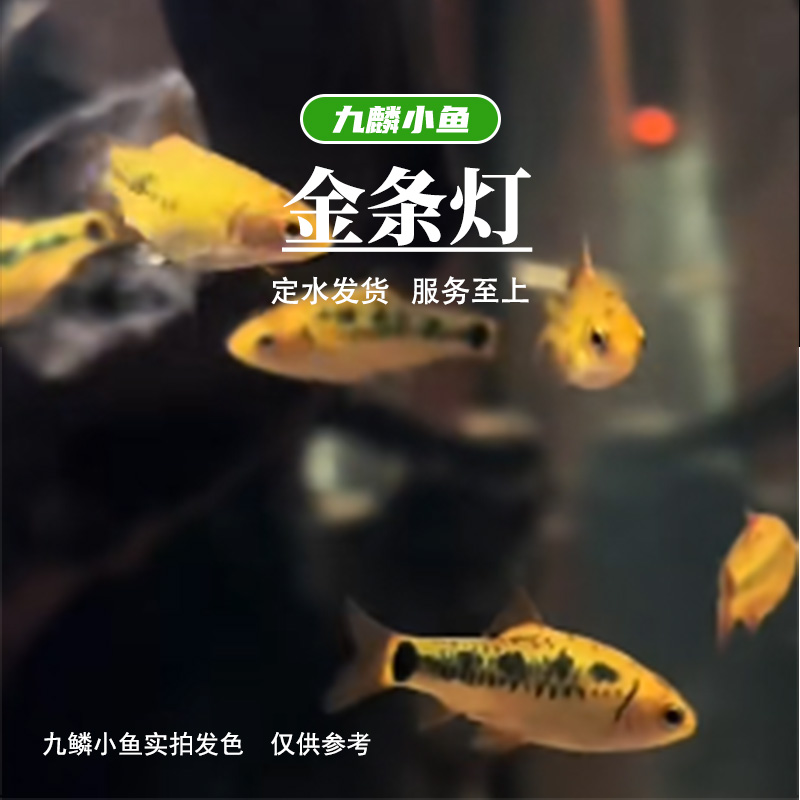 九鳞小鱼 【金条灯】   满三单发货