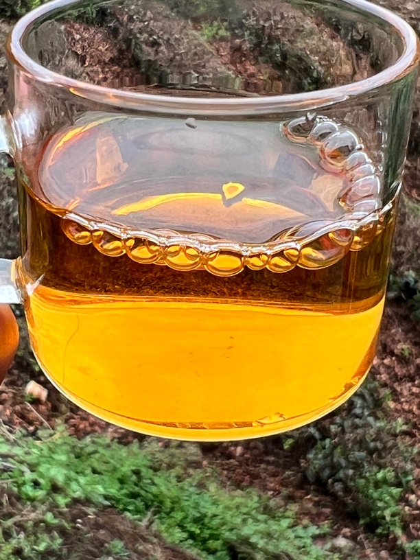 谢掌门信阳红茶天云小芽叶花果香蜜韵金汤
