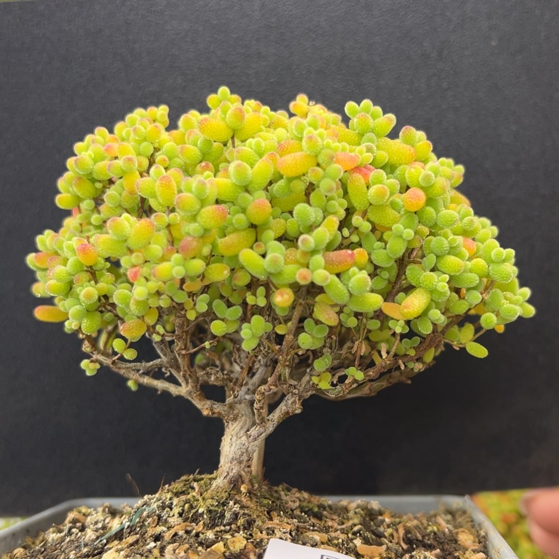 dy5502精控老桩金桔糖球冠幅9cm