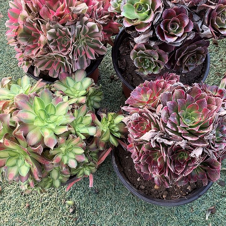 902四颗多肉植物