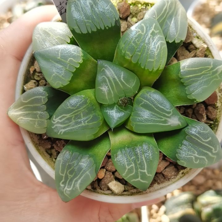 305号芸窗朱庇特克一物一拍带盆土发货