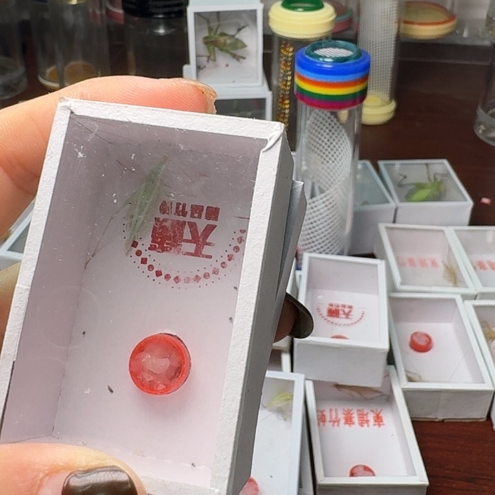 旺***蟋蟀一条青一条蓝。         