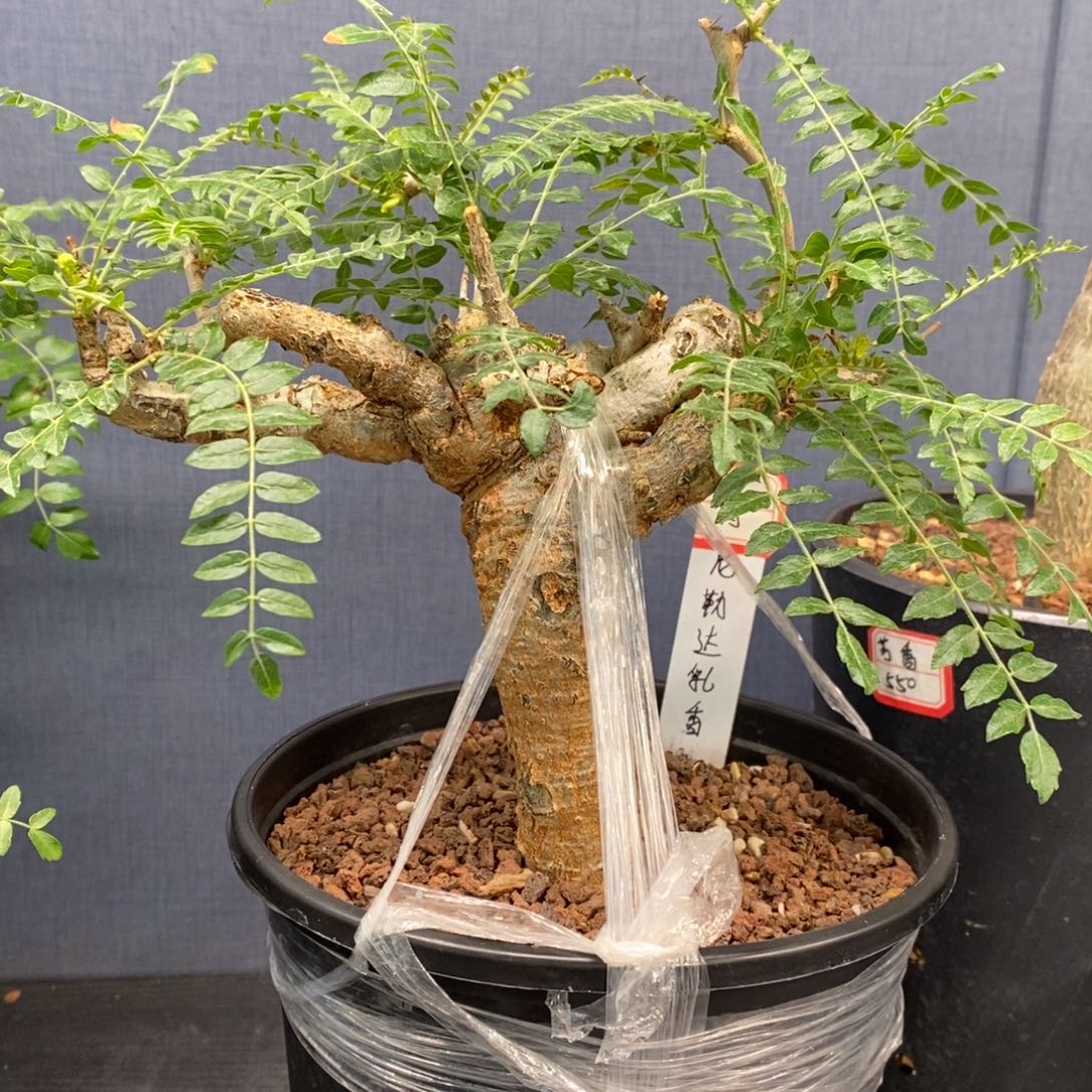 尼勒达乳香产地熟桩