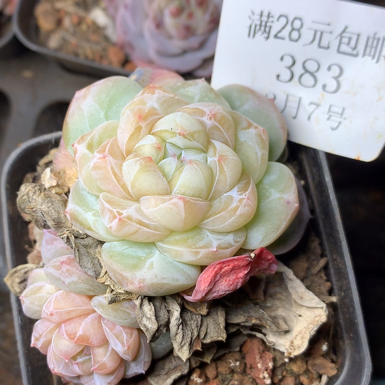 【闪购商品】云383