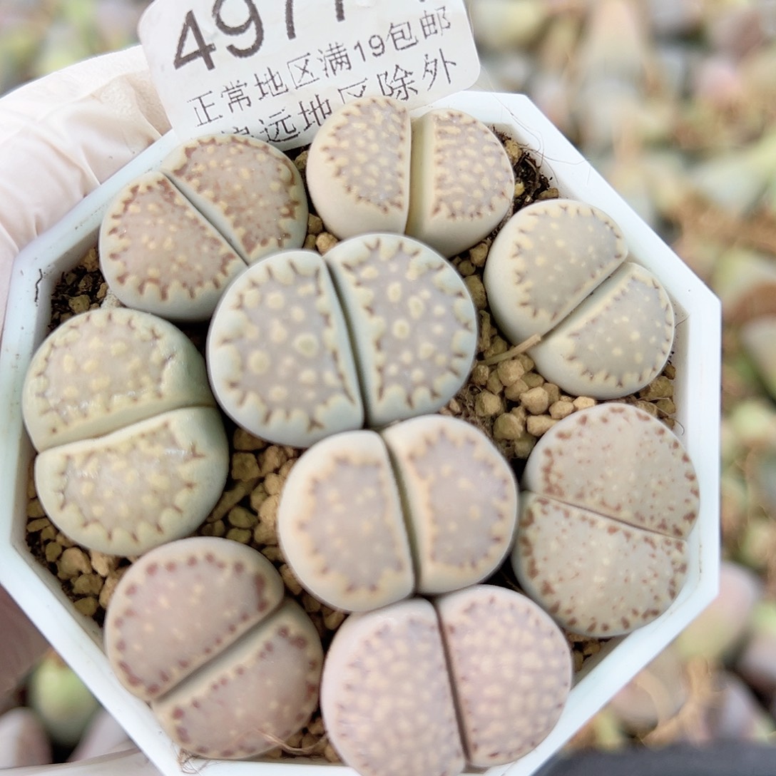 4977四年饼干9个2-2.5cm