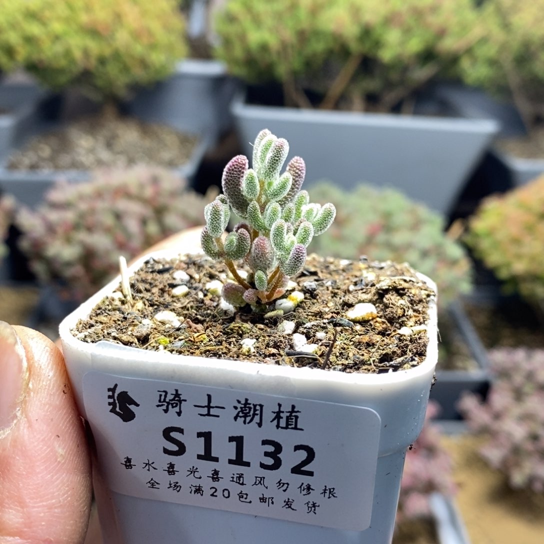 1132实生精控优选冰晶多肉