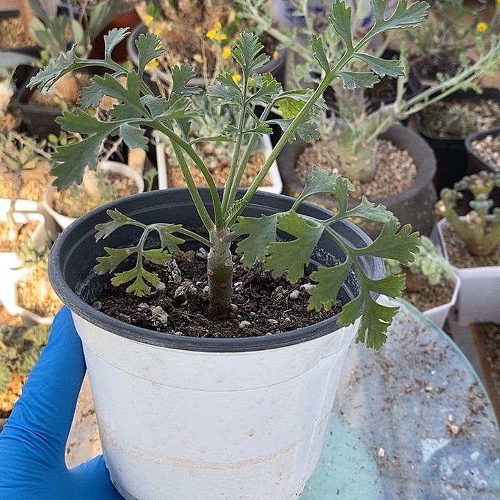 257香水洋葵带盆一一一一