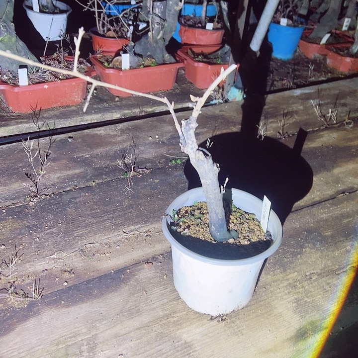 用***行无花朵哈哈哈哈哈哈哈