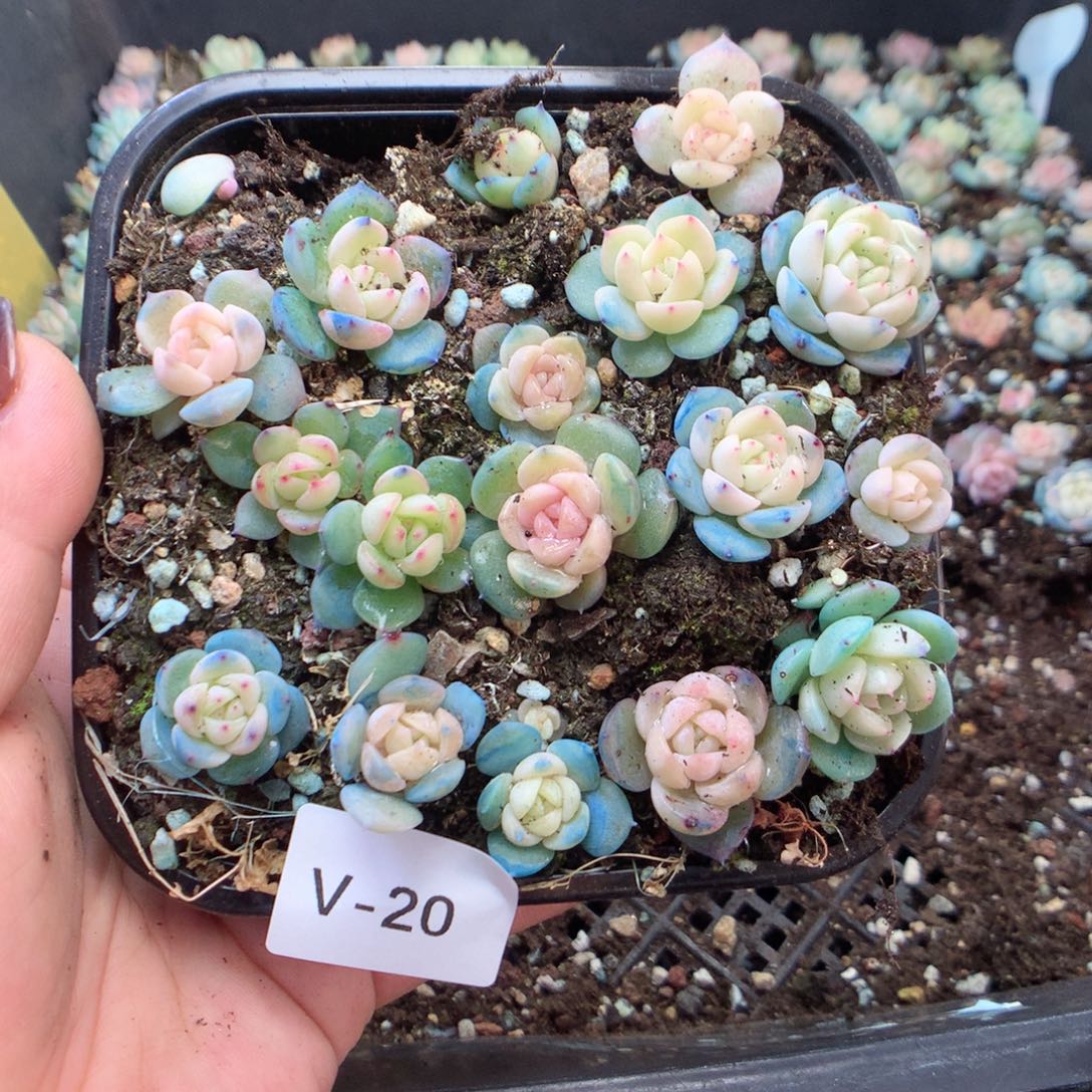 无花朵V20英语英语