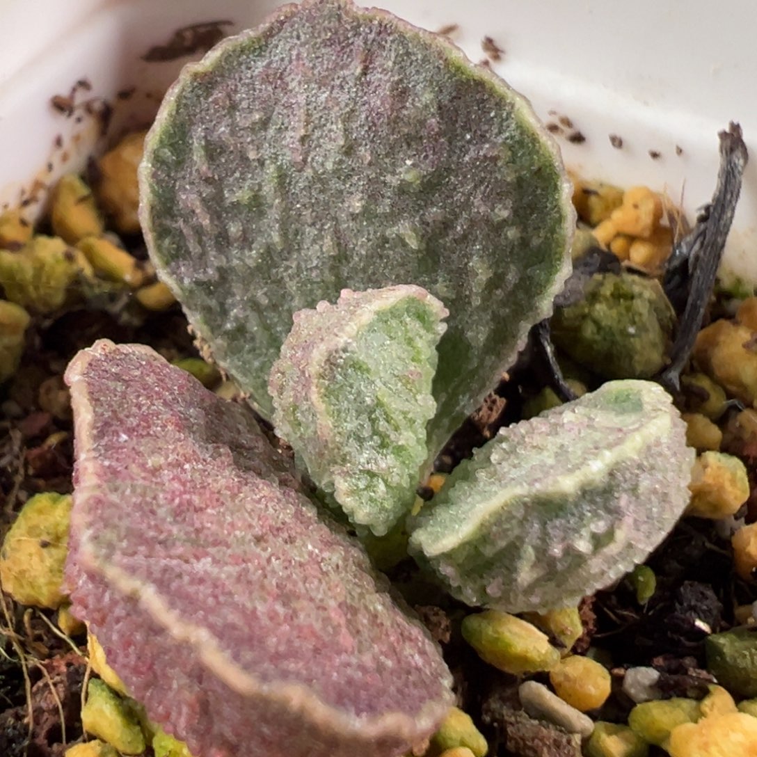 w贝壳造型波浪边冰晶颗粒款实生新品