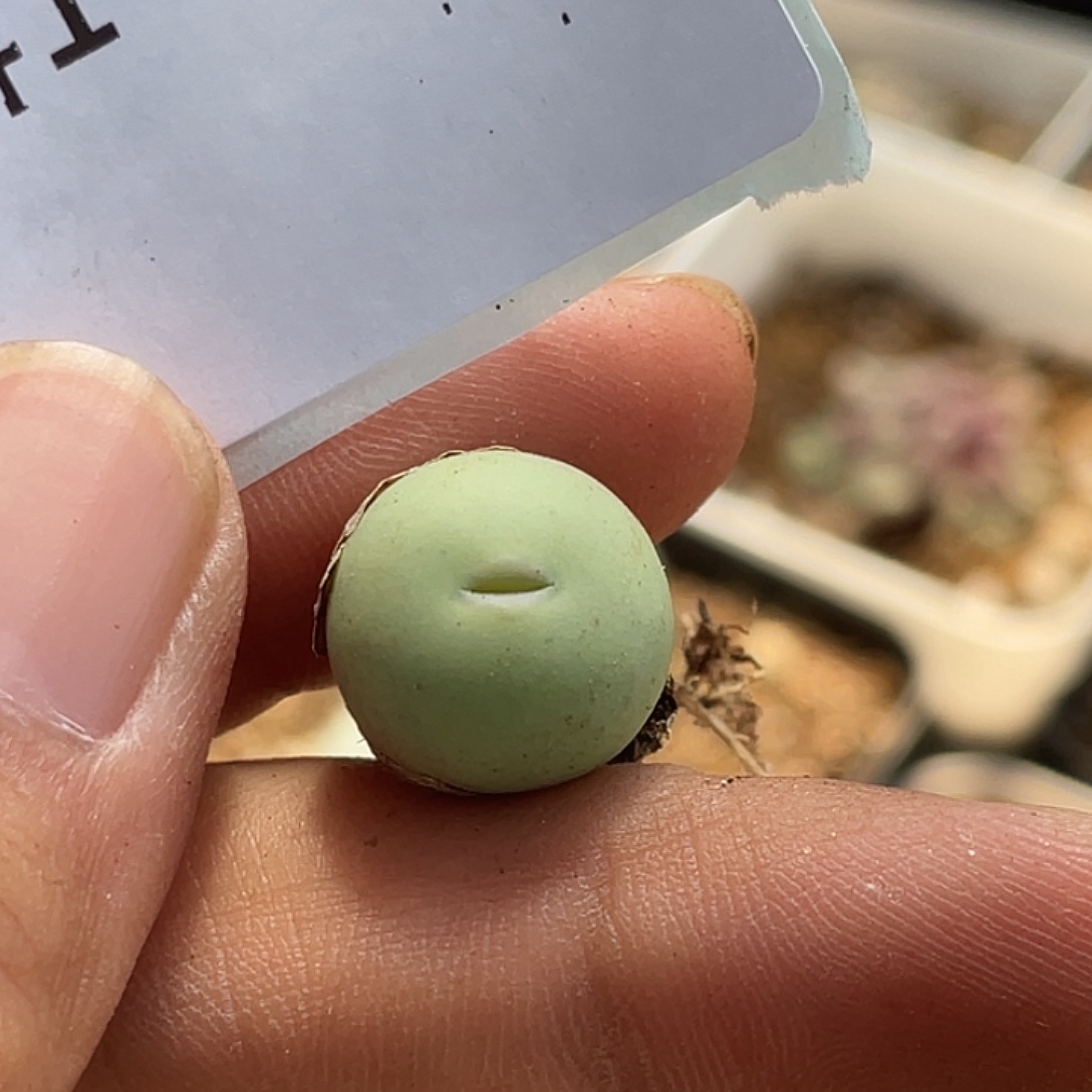 1-109鸽子蛋多肉植物