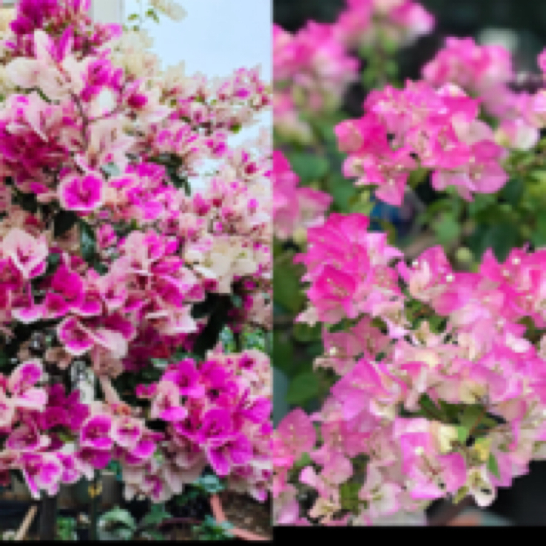 森朴【多色漳红樱+百变绿樱】双樱组合原生扦插袋苗（不售后）