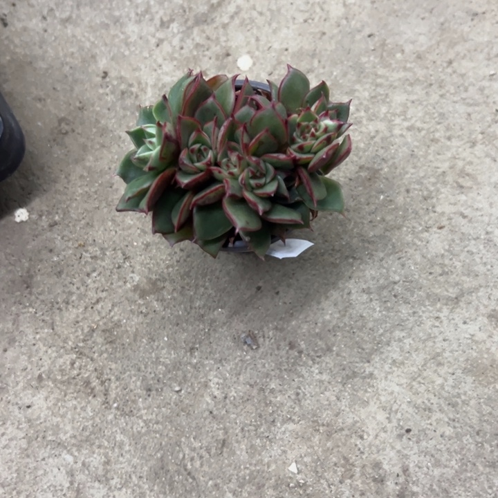 皮***呀一物一拍斗牛士多肉94