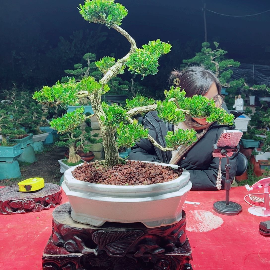 w***q无花朵广东黄杨盆景