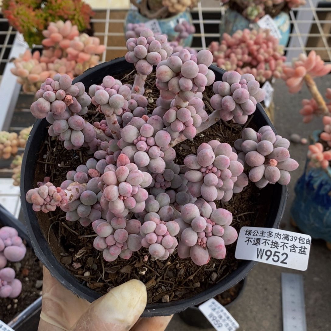 香水手指952/12c m