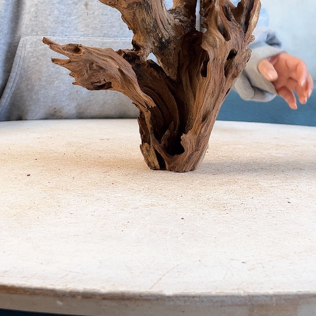 沉木造景寄居蟹造景